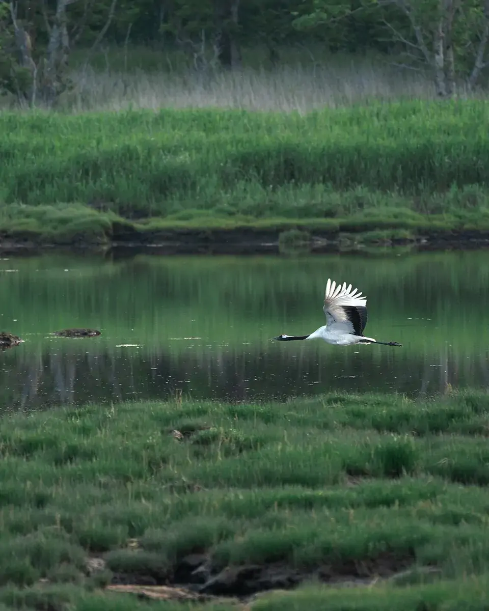 春国岱_タンチョウ